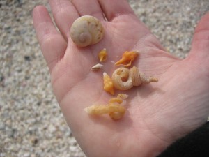 Baby Horse Conchs, Cone and Worm Shell with a Moon shell