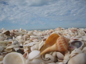 Whelk on a shell pile
