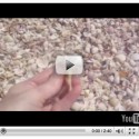 Captiva shelling video