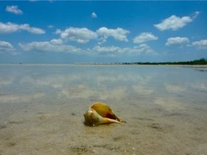 Pear whelk on tropical island