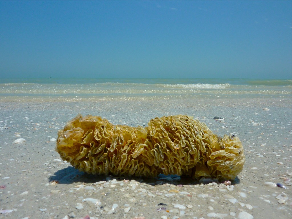 Horse conch shell egg case