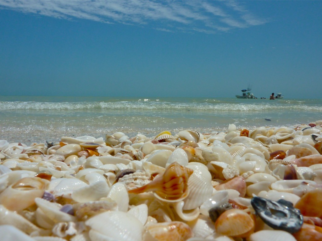 Whelk in a pile of shells at the lighthouse