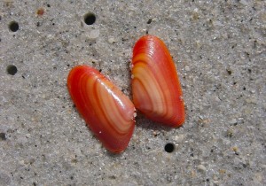 Coquina fire