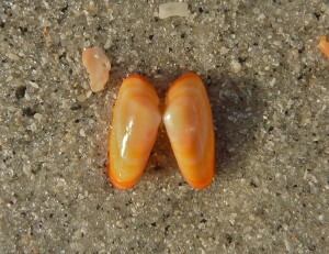 Coquina orange
