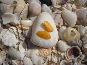 Coquina yellow