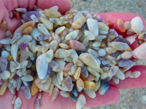 Handful of coquinas