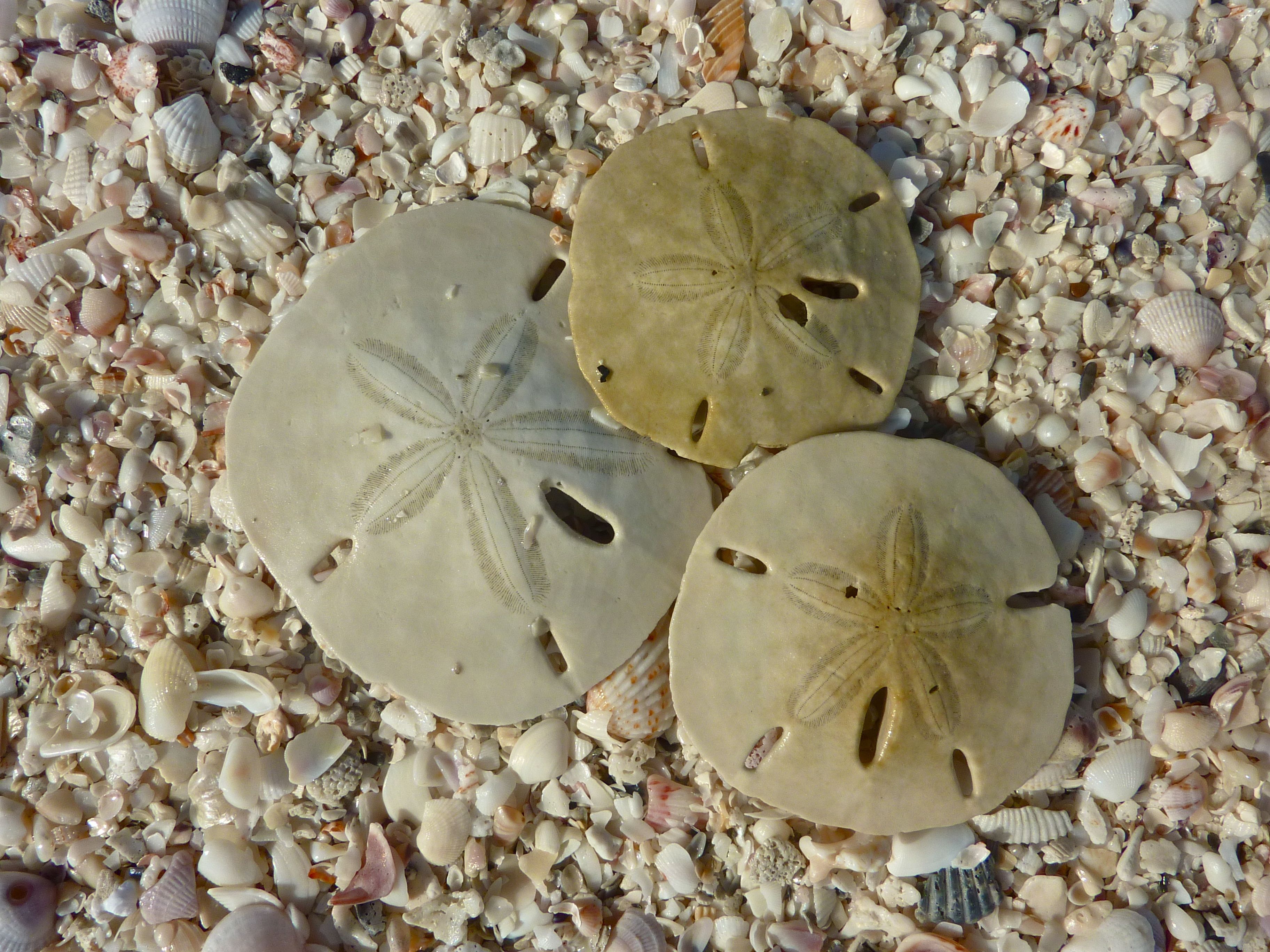 Other Names For Sand Dollars At James Aviles Blog