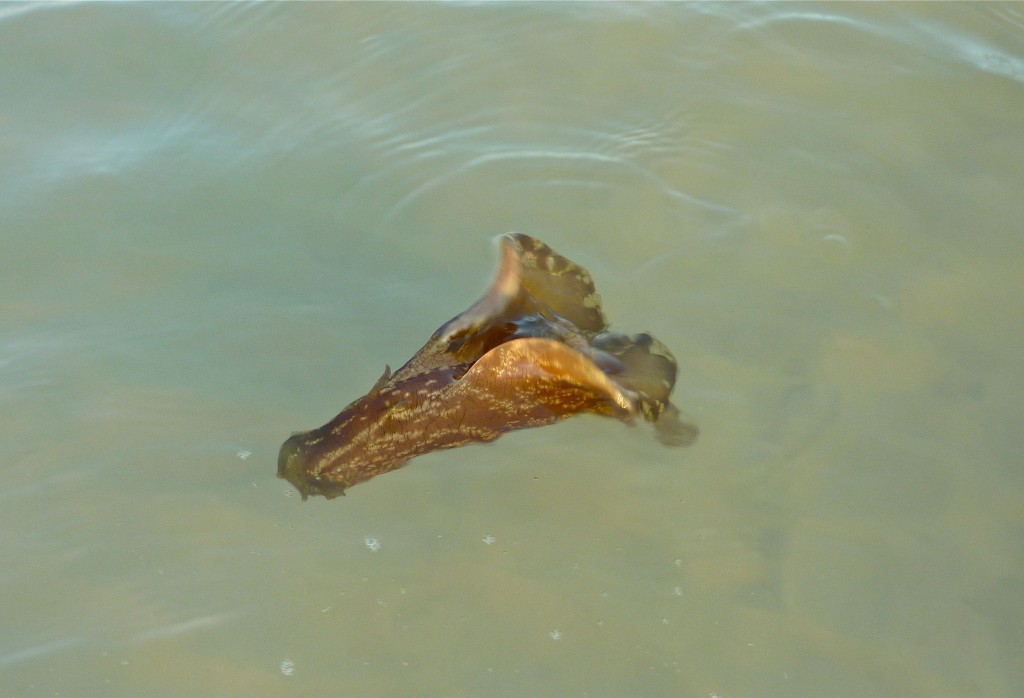 Sea hare image