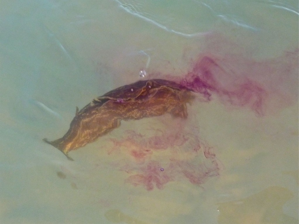 sea hare with ink image