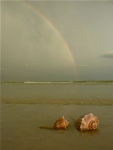 Whelks Under the Rainbow