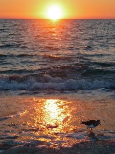 Captiva sunset with shore bird