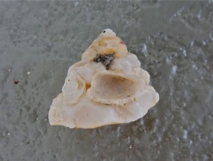 Carrier shell side seashell