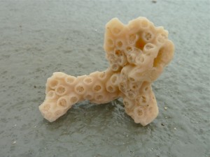 Coral shaped like a dog