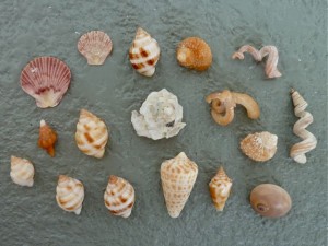 Shell collection South Seas Captiva
