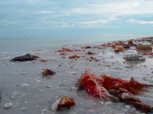 beach wrack