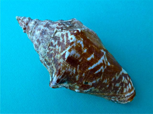 Milk Conch