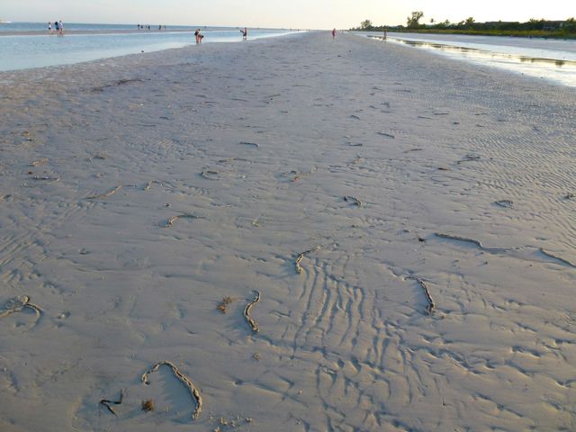  - sand-bar-sanibel-olives