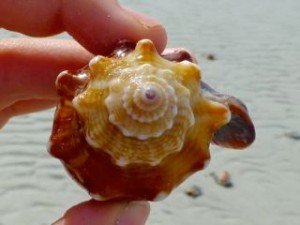 Florida Fighting Conch Strombus Alatus I Love Shelling