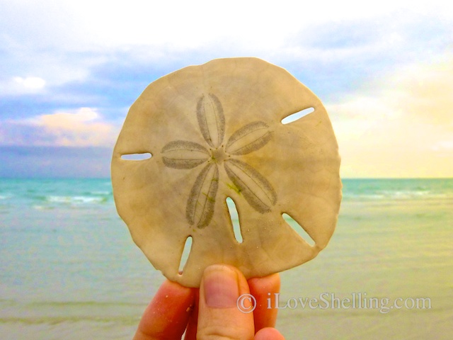 This is a live sand dollar. Never collect live creatures! Last