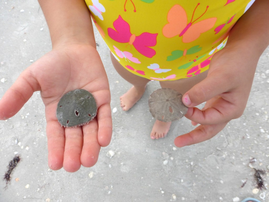 Is a Sand Dollar Alive?