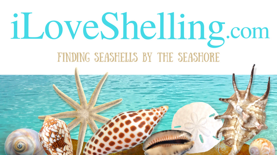 South Florida Shelling Marco Island Florida Shelling Shellfish Shell  Gathering Shell Conch Collecting