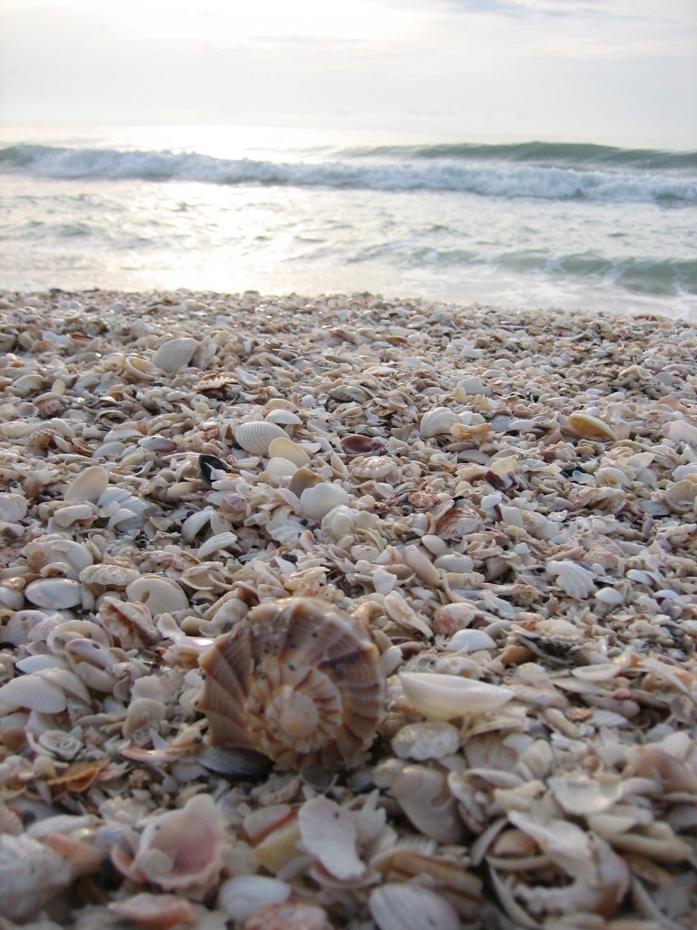 Captiva Shell Line | I Love Shelling