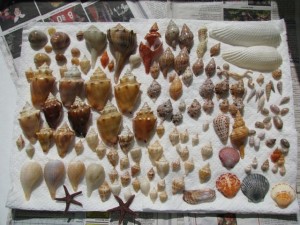 Angels On The Gulf Coast | I Love Shelling