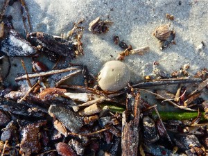 Sea bean on the beach