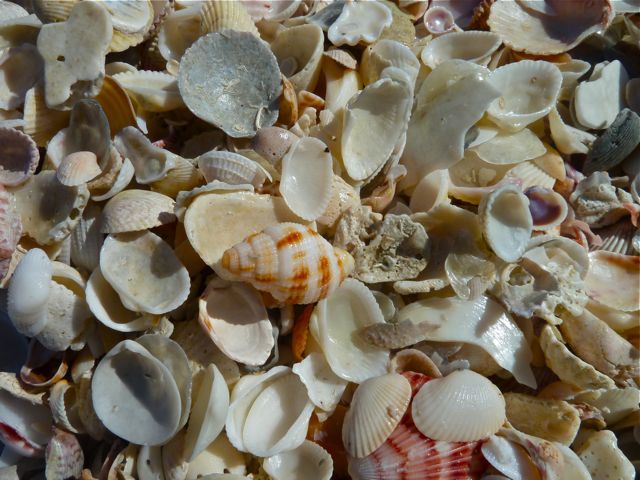 As The Seashells Turn | I Love Shelling