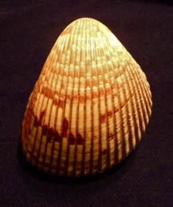 Atlantic Giant Cockle half