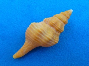 Horse Conch id