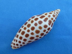 Junonia id