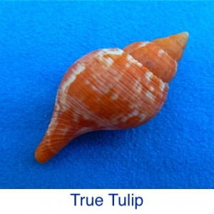 True Tulip ID