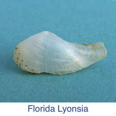 Seashell Identification, Shell ID, Identify Sanibel Shell