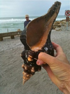 Kaybe's Horse Conch