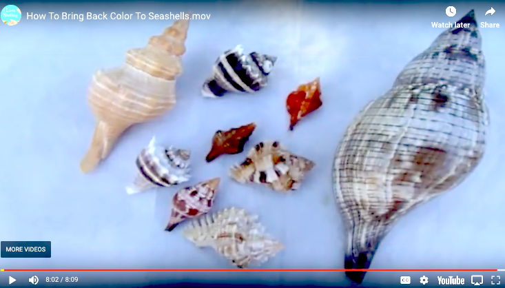 How To Restore Color To Your Seashells