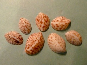 Spotted Slipper shells