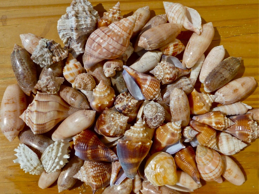 Seashell Identification | I Love Shelling