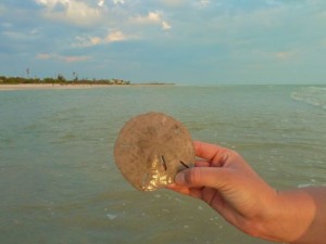 Sand dollar gulf