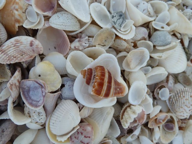 Full Moon Finds A Moon Shell | I Love Shelling