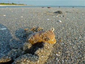 live olive in sand