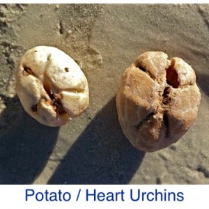 Potato Heart Urchin
