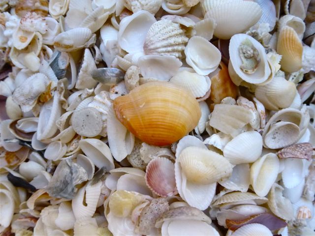 Blind Pass Captiva Still Stirring Seashells | I Love Shelling