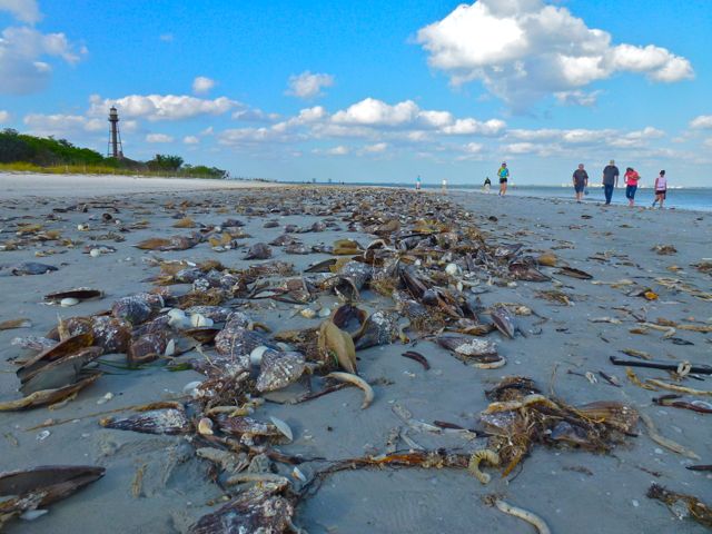 Beach Bling Is A Wonderful Thing | I Love Shelling