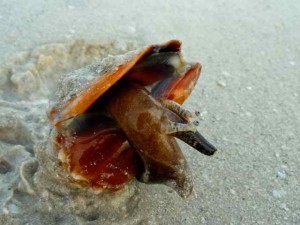 Shell Raisers On The Beaches Of Sanibel | I Love Shelling