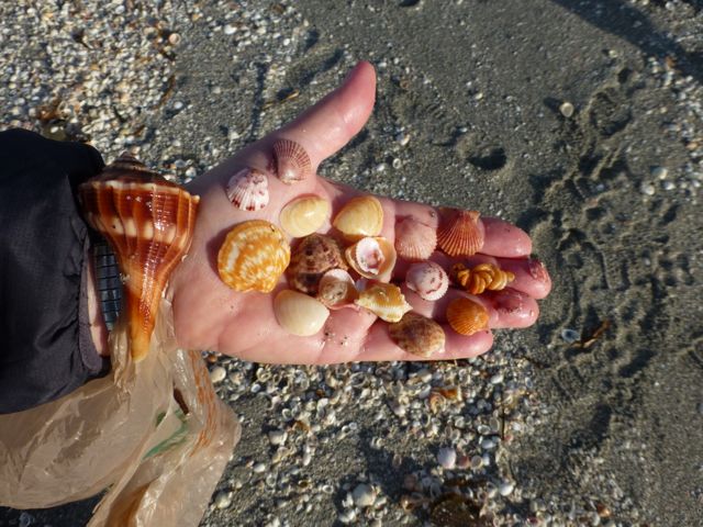 Shifting Shells of Blind Pass Captiva | I Love Shelling