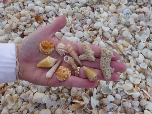 shifting-shells-of-blind-pass-captiva-i-love-shelling