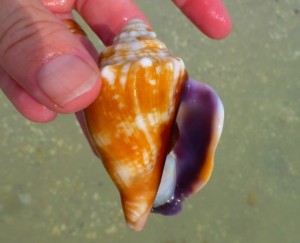 live conch purple inside