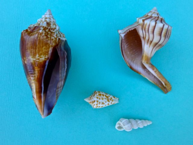Southwest Florida Uncommon Shells