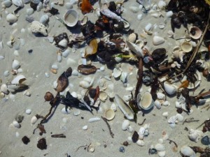 Shelling Day Trip To Lovers Key State Park | I Love Shelling